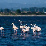 Livin Barca - Water Sports & Nature * توهيريه