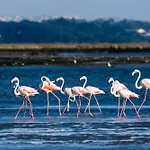 Livin Barca - Water Sports & Nature * Torreira