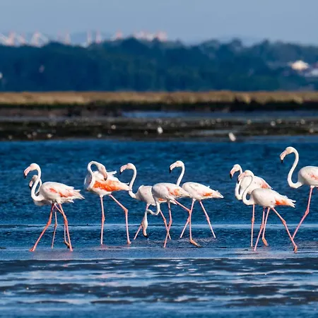 Livin Barca - Water Sports & Nature * Torreira